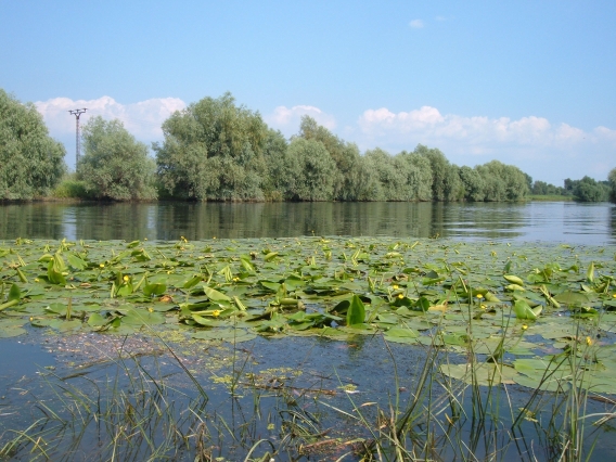 Wetland image